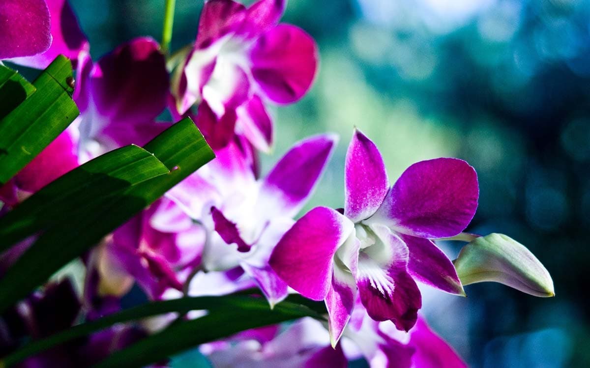 Flowers of Thailand Photography